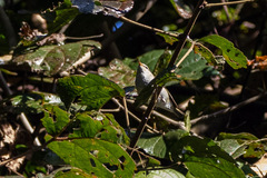 Phylloscopus reguloides
