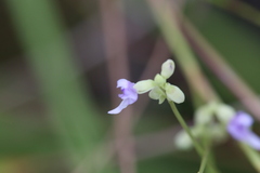 Utricularia caerulea