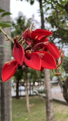 Erythrina