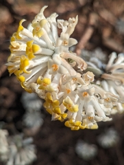 Edgeworthia