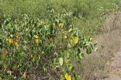 Derris trifoliata