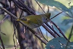 Erpornis zantholeuca