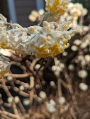 Edgeworthia