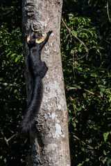 Ratufa bicolor