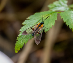 Cosmosoma centralis