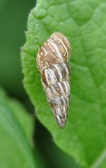 Cochlicella