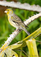Serinus canaria