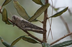 Schistocerca rubiginosa