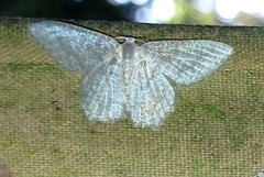 Chloropteryx