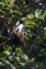 Dendrocitta frontalis