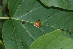 Basiprionota bisignata