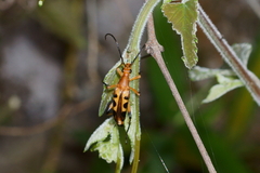Strangalia sexnotata