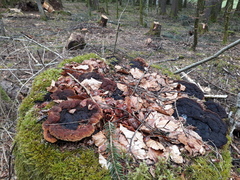 Gloeophyllum odoratum