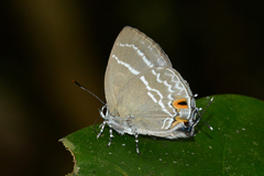 Cupathecla cupentus