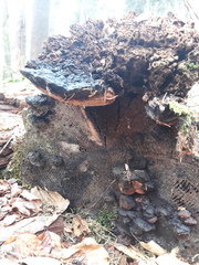 Gloeophyllum odoratum