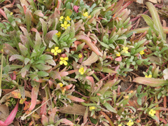 Camissoniopsis