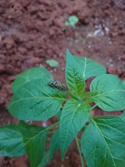 Chlorophorus annularis