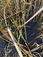 Panicum hemitomon