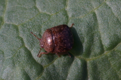 Megacopta cribraria