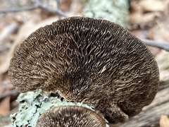 Daedaleopsis confragosa