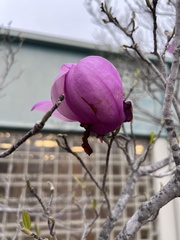 Magnolia × soulangeana