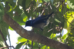 Niltava macgrigoriae