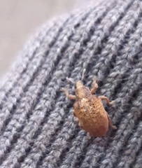 Gonipterus platensis