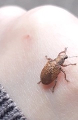 Gonipterus platensis