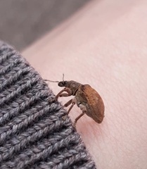 Gonipterus platensis