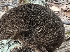 Daedaleopsis confragosa