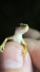 Takydromus sexlineatus