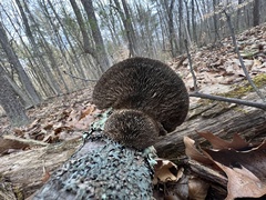 Daedaleopsis confragosa