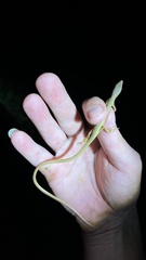Takydromus sexlineatus