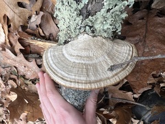 Daedaleopsis confragosa