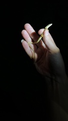 Takydromus sexlineatus