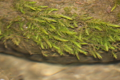 Fontinalis hypnoides