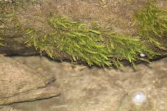 Fontinalis hypnoides