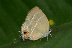 Cupathecla cupentus
