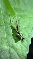 Apalacris varicornis