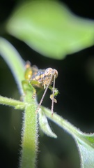 Apalacris varicornis