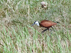 Actophilornis africanus