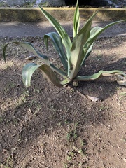 Agave vilmoriniana