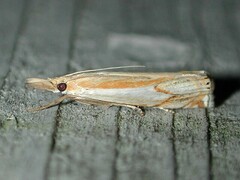 Crambus agitatellus