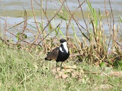 Vanellus spinosus