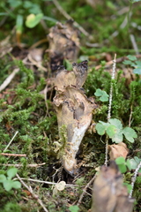 Gomphus clavatus