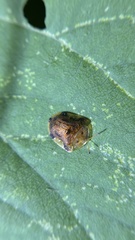 Laccoptera nepalensis
