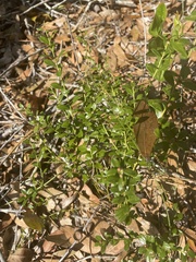 Vaccinium myrsinites