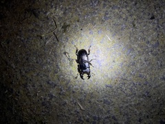 Aegus laevicollis formosae