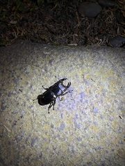 Aegus laevicollis formosae