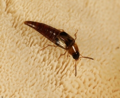 Lordithon trinotatus